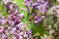 Bee on purple lilac flowers. Syringa flowers close-up. Honeybee pollinating purple flowers oflilac bush Royalty Free Stock Photo