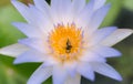 Bee in purple lotus flower macro beautiful, Bees eat the nectar of the beautiful purple lotus flower Royalty Free Stock Photo