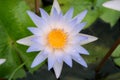 Bee in purple lotus flower macro beautiful, Bees eat the nectar of the beautiful purple lotus flower Royalty Free Stock Photo