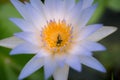 bee in purple lotus flower, bee in purple lotus flower macro beautiful, Beautiful purple lotus with bees Royalty Free Stock Photo