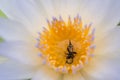 Bee in purple lotus flower,  bee in purple lotus flower macro beautiful, Beautiful purple lotus with bees Royalty Free Stock Photo