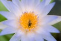 Close up bee in purple lotus flower Royalty Free Stock Photo