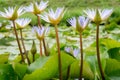 Bee in purple lotus flower  beauty, Bees eat the nectar of the beautiful purple lotus flower Royalty Free Stock Photo