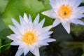 bee in purple lotus flower beauty, Bees eat the nectar of the beautiful purple lotus flower Royalty Free Stock Photo