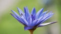 bee on purple lotus flower. Macro Royalty Free Stock Photo