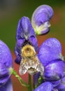 A bee on a purple monkshood flower Royalty Free Stock Photo