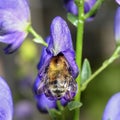 A bee on a purple monkshood flower Royalty Free Stock Photo