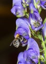 A bee on a purple monkshood flower Royalty Free Stock Photo