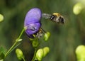 A bee on a purple monkshood flower Royalty Free Stock Photo