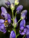 A bee on a purple monkshood flower Royalty Free Stock Photo