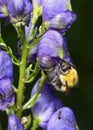 A bee on a purple monkshood flower Royalty Free Stock Photo