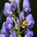 A bee on a purple monkshood flower Royalty Free Stock Photo
