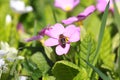 A bee on a purple oxlip Royalty Free Stock Photo