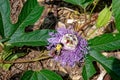 Bee on a purple passion flower Royalty Free Stock Photo