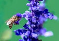 Bee on a purple sage flower blossom Royalty Free Stock Photo