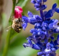 Bee on a purple sage flower blossom Royalty Free Stock Photo