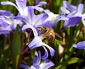 Bee on scilla springflower collecting pollen