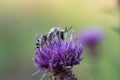 Bee on a purple thistle flower