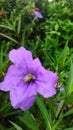 Bee on the purple waterkanon