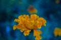 Macro nature blue background scenery with wild yellow flower in the garden