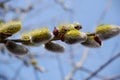 Bee and pussy-willow. Bees collect the first pollen from flowering vines in early spring. The honey bee collects the pollen from