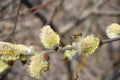 Bee and pussy-willow. Bees collect the first pollen from flowering vines in early spring. The honey bee collects the pollen from