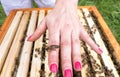 Bee queen on hand Royalty Free Stock Photo