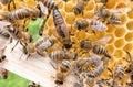 Bee queen in honeybee Royalty Free Stock Photo