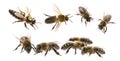 Bee queen mother and drone and bee worker - three types of bee apis mellifera Royalty Free Stock Photo