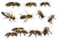 Bee queen mother and drone and bee worker - three types of bee apis mellifera Royalty Free Stock Photo