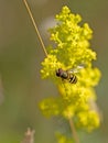 Bee on Rapeseed Royalty Free Stock Photo