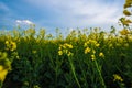 Bee on rapeseed flower, pollination under blue sky. Royalty Free Stock Photo