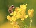 Bee on the rapeseed flower