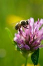 Bee on a red clover flower close up, macro Royalty Free Stock Photo