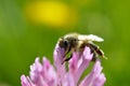 Bee on a red clover flower close up, macro Royalty Free Stock Photo