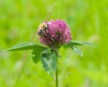 Bee at red clover flower macro Royalty Free Stock Photo