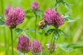 Bee at red clover flower macro Royalty Free Stock Photo