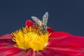 Bee on red Dahlia flower with shiny wings