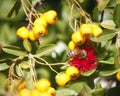 Bee on the red flower