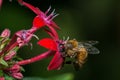 Bee in a red flower Royalty Free Stock Photo