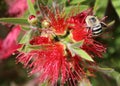 Bee on Red Flower