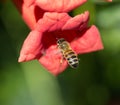 Bee in a red flower in nature. macro