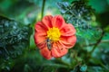 Bee on red flower. Top view. Royalty Free Stock Photo