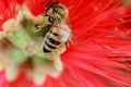 Bee Red Flower Royalty Free Stock Photo