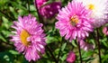 Bee on red flowers Royalty Free Stock Photo