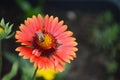 Bee and red gaillardia flower Royalty Free Stock Photo