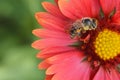 Bee and red gaillardia flower, macro image Royalty Free Stock Photo
