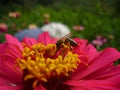 Bee in red garden flower, Bulgaria Royalty Free Stock Photo