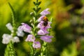 Bee on red georgina pollinates a flower. Royalty Free Stock Photo