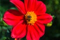 Bee on red georgina pollinates a flower. Royalty Free Stock Photo
